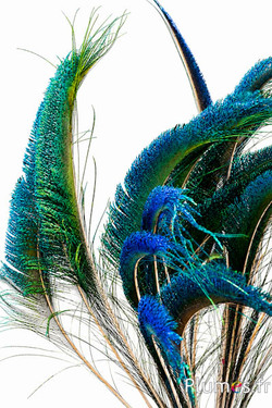Pauw blauw zwaard - 65-75 cm - natuurlijk